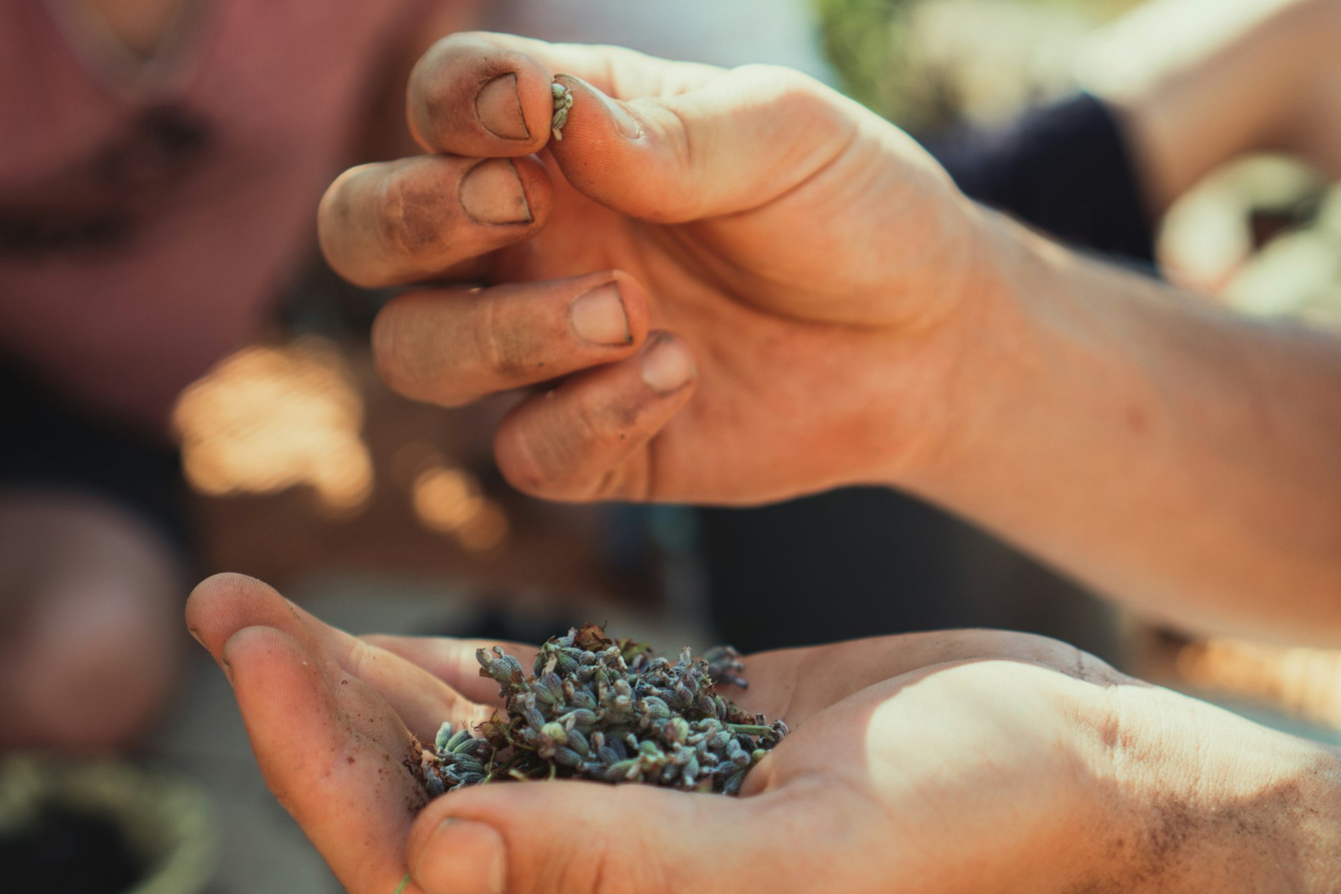 Hands sorting dried seeds by hand
