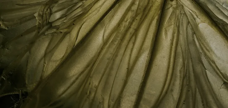 Lime membrane macro