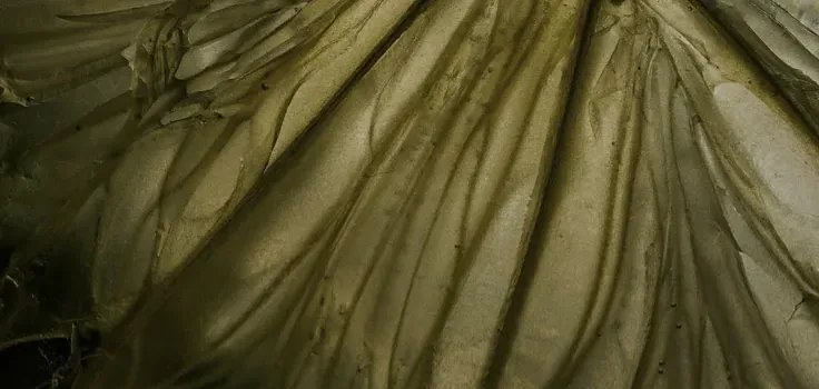 Lime membrane macro