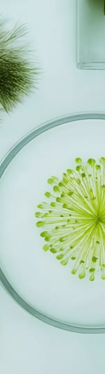 Botanical culture under the lens